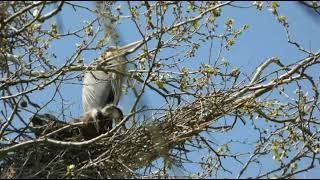 The 2022 Blue Heron Rookery