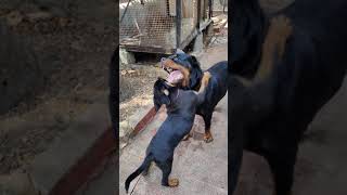 Tolerant Rottweiler: Max