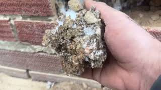 Ants adapt to make use of cavity wall insulation 🤦🏻‍♂️