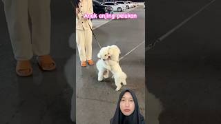 Anak anjing pelukan! #funny #dog #pets #cute #shortvideo #poodle