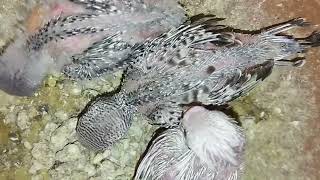 Baby budgrie chirping and Baby budgrie #birds #baby #fancybirdsworld