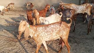 Makhi Cheeni Breed of Bahawalnagar Goat Farm