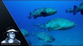 Goliath Grouper & Minnows 01 Footage