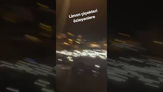 Mustafa Ceceli Limon Çiçekleri