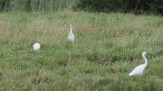 Cattle Egrets