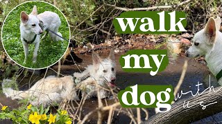 WALK OUR DOGS WITH US 🐕🐶 // Mango i Kokos w lesie 🌲