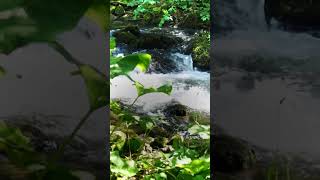 Enchanting Forest Streams: Nature's Serenity in Short| UK | Cheedale| Peak District| Monsal trail