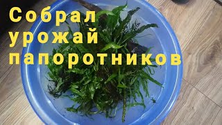 Сортировка папоротников / делаем декор #аквариумистика #aquarium #аквариумдома