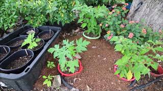 Organic Back to Eden Container Garden 28 Sept 2018