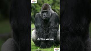 Why Chimpanzees & Gorillas Did Not Evolve Into Humans #shorts #facts #shortsfeed  #weirdfacts