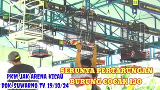 Luar biasa pertarungan cocak ijo di PKM JAK ARENA - Jln Otestas JAKTIM. @