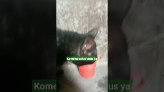 KOMENG SEDANG MINUM DULU, KEHAUSAN CUACA PANAS ‼️