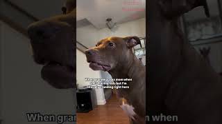 Funny Animals Videos 🤣 | Ep. 559 #shorts #viral #funny