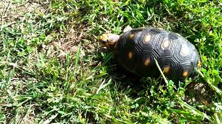 487. Tortoise Basking 2021-04-07