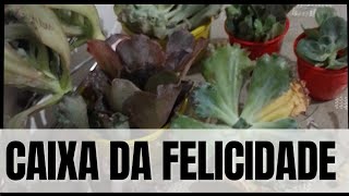 Caixa da felicidade, Fiori Suculentas!