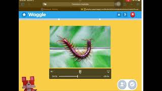 Waggle No Sound Weirdness