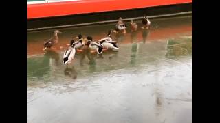 Ducks Skating on a Frozen Canal