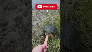 Slow Motion Turtle Feeding #snappingturtle #dangerous #shorts