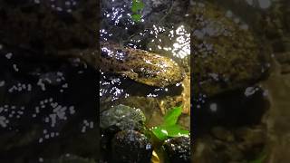 Japanese Giant Salamander Encounter! #animal #wildlife #japan