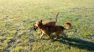 ASIS, DILAN IN MIKI funny dogs play