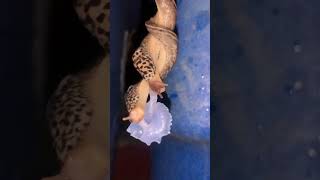 Beautiful Wild Mating Leopard Slugs ☣️Caught In Action