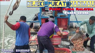 trawl shrimp udang nya banyak bosqe udang harimau.