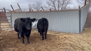 Storm damage on the homestead | Belted Galloway Homestead