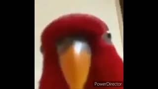 Red Bird meme