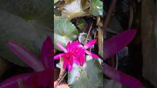 വാട്ടർ ലില്ലി പൂത്തപ്പോൾ |Water Lilly in full bloom