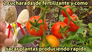 fertilizacion de jitomate 2 cucharaditas y darán como locas y sacar nuevas plantas produce rapido