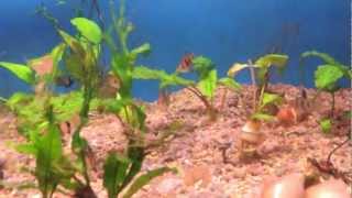 Freshwater more tetras 2013-03-08 (part 4)