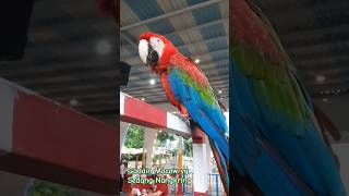 MENGGEMASKAN Macaw Merah Hijau Nangkring