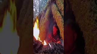 #bushcraft #camping #survival #bushcrafting #skills #lifehacks