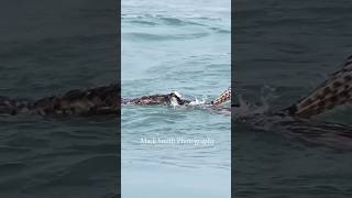 egale with huge fish struggles getting out of the water #wildlife #animals #birds #birds#fishing