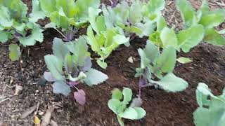 Spring Tour of Good Soil Farm in 75 Seconds