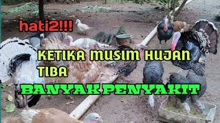 TERNAK AYAM KALKUN | HATI HATI KETIKA MUSIM HUJAN TIBA