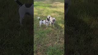 new friend at the dogpark yaayee. love their stance at the end #puppy #dog