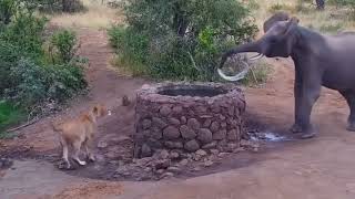 Elephant Sprays Water at Lion #funnyvideo #worldanimals #subscribe