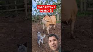 TORO PATEA A PERRO 🐕 #bellezanatural #shortsviral #paraty #rancho