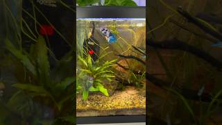 How I got rid of ick! 🩵 #fishtank #bettafish #aquascape