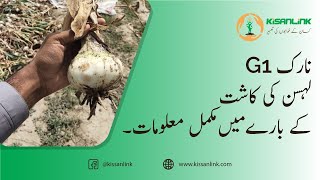 NARC G1 Garlic - لہسن کی کاشت - lehsan ki kasht