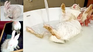 Bunnies Take a Shower with original sound / How To Bunny Take a Bath