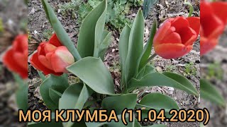 МОЯ КЛУМБА (11.04.2020)