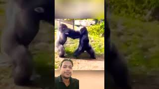 Gorilla😱#gorillaloves #reelstrending #shorts #gorillatag #gorillatagfun #viralvideo #viral #wildlife