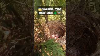 😱🪺Omg what i found inside this 🌲 small tree will surprise you #omg #what  #found #inside #tree #nest