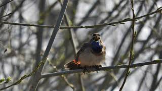 Песня варакушки Luscinia svecica / Bluethroat song