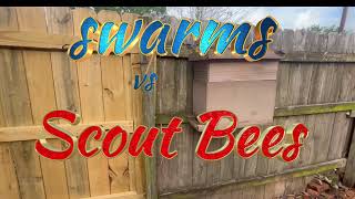 Swarm Bees vs Scouts            #swarms #scoutbees