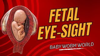 Fetal Eye-Sight || What Your Baby can See in Utero