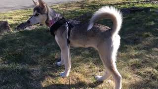 My Brothers New Gray N White Alaskan Husky Puppy March 19, 2019