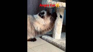 My Cat in Angry Mood🙀 #shorts #viral #trending #cat #persiancat #angrycat #funny